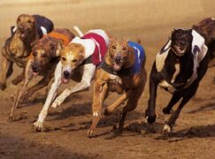 How to bet on greyhounds?
