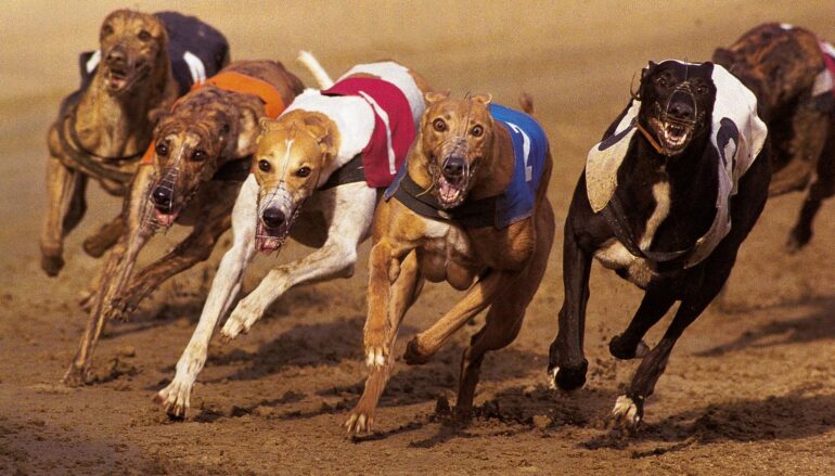 How to bet on greyhounds?